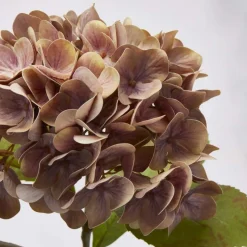 EDG 2 ass. rosa toner