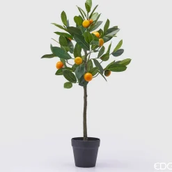 EDG Mandarino Con Vaso H.76