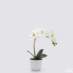 EDG Orchidea Phalaenopsis Con Foglie Con Vaso H.40