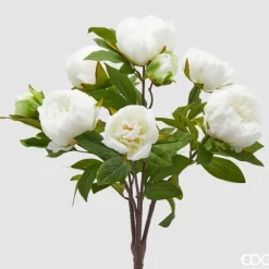 EDG Peonia Cespuglio Ivory
