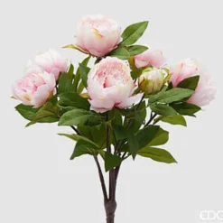 EDG PEONIA CESPUGLIO Light Pink