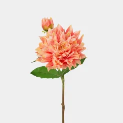 Mr. Plant Dahlia 70cm Aprikos