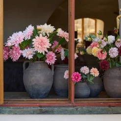 Mr. Plant Dahlia 70cm Pink