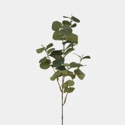 Mr. Plant Eucalyptus 70cm