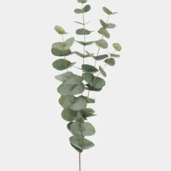 Mr. Plant Eucalyptus 60cm