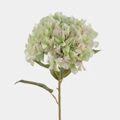 Mr. Plant Hortensia 110cm, Lime