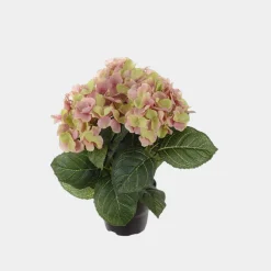 Mr. Plant Hortensia 30cm rosa