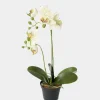 Mr. Plant Orkide 45cm