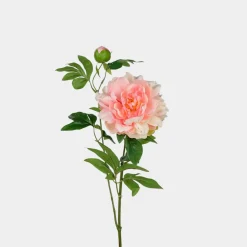 Mr. Plant Pion 65cm Rosa