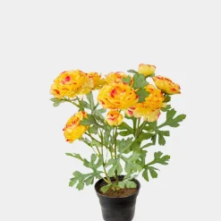 Mr. Plant Ranuncel Oransje