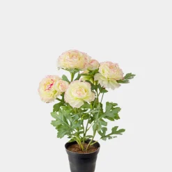 Mr. Plant Ranuncel Rosa