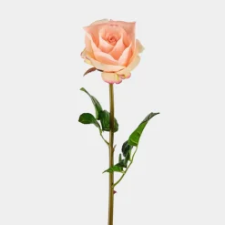 MR. Plant Rose 65cm Aprikos