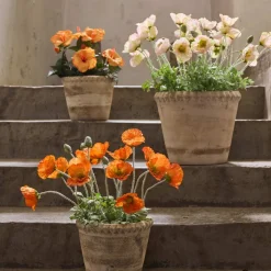 Mr. Plant Valmue 40 cm Oransje